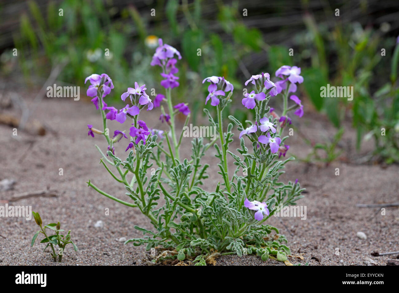 drei-gehörnte Meer bestand, drei Hörnern Vorrat (Matthiola Tricuspidata), blühende Pflanze, Griechenland, Lesbos Stockfoto