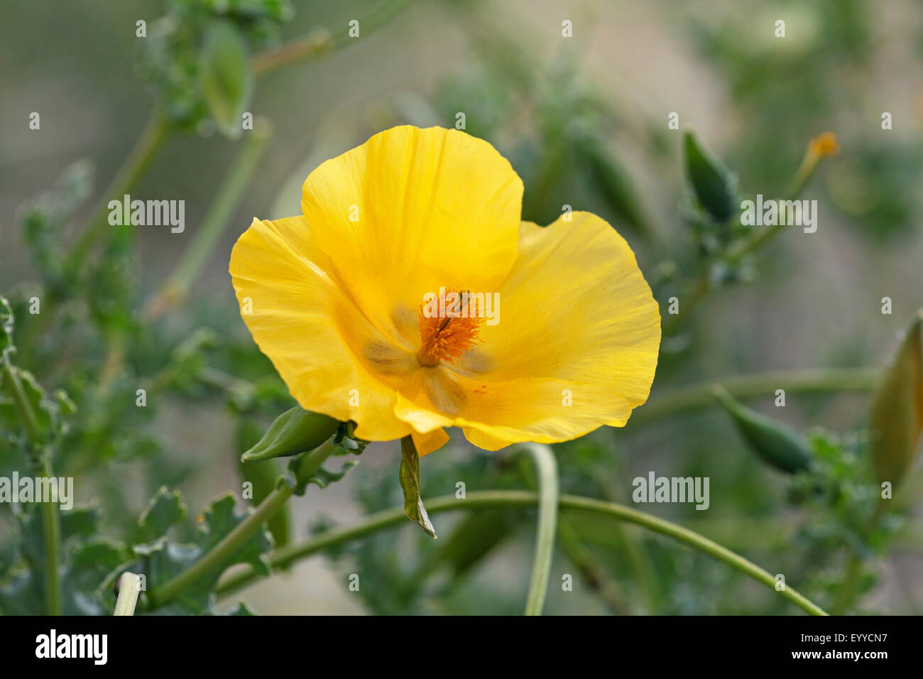 gelbe Blüte, Griechenland, Lesbos, gehörnten Mohn, gehörnten Mohn (Glaucium Flavum) Stockfoto