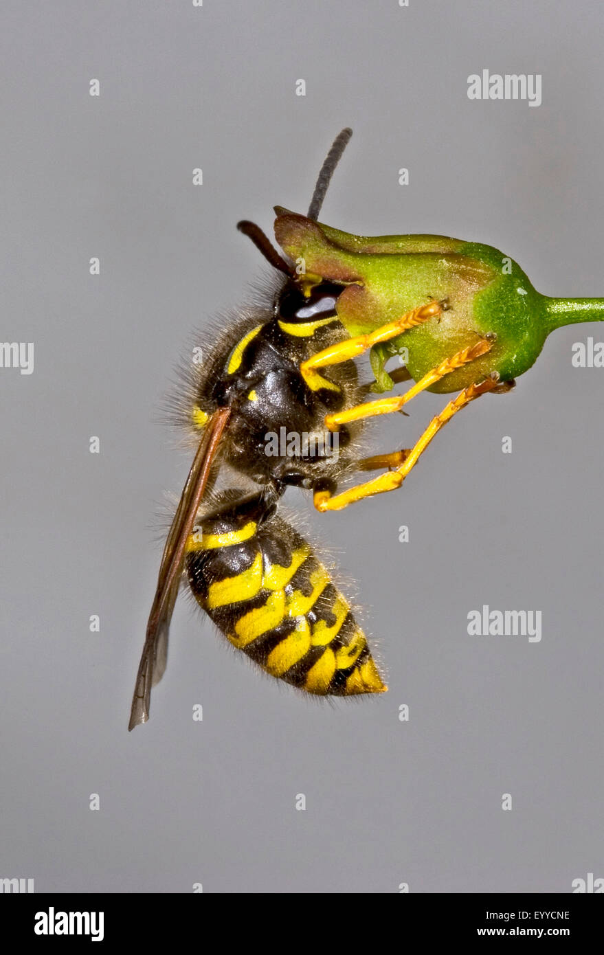 Baum Wespe, Holz Wespe (Dolichovespula Sylvestris), auf eine Braunwurz Blume, Deutschland Stockfoto