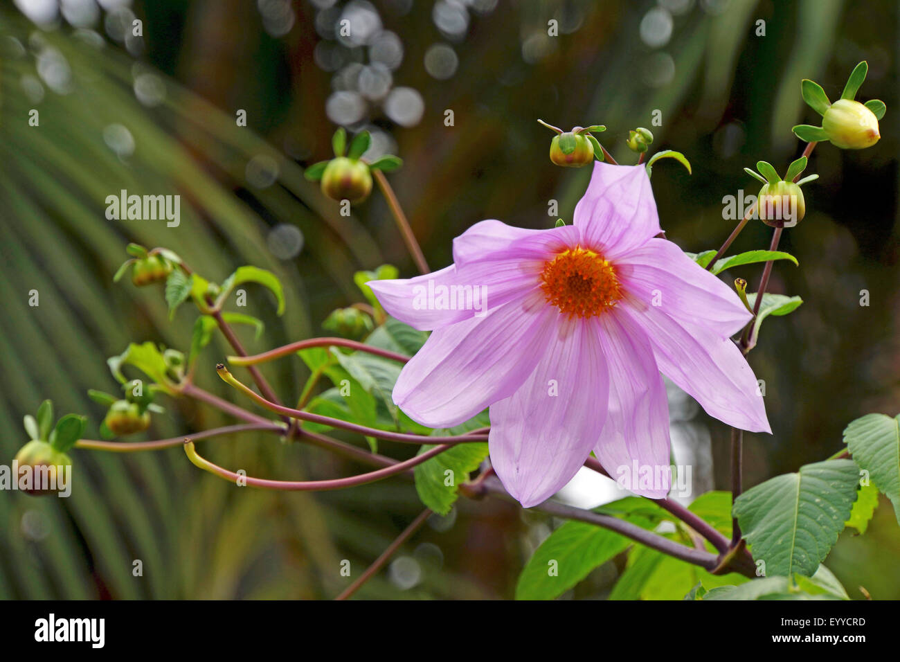Georgina (Dahlia spec.), blass violetten Blüten, Spanien, Kanarische Inseln, Teneriffa, Puerto De La Cruz Stockfoto