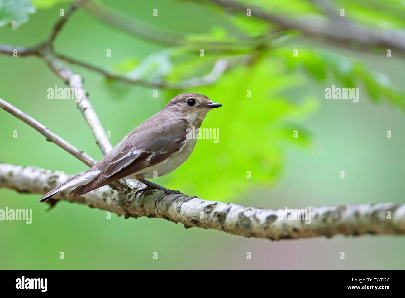 Semi-Halsbandschnäpper (Ficedula Semitorquata), auf einem Ast, Bulgarien, Goritsa weibliche Stockfoto