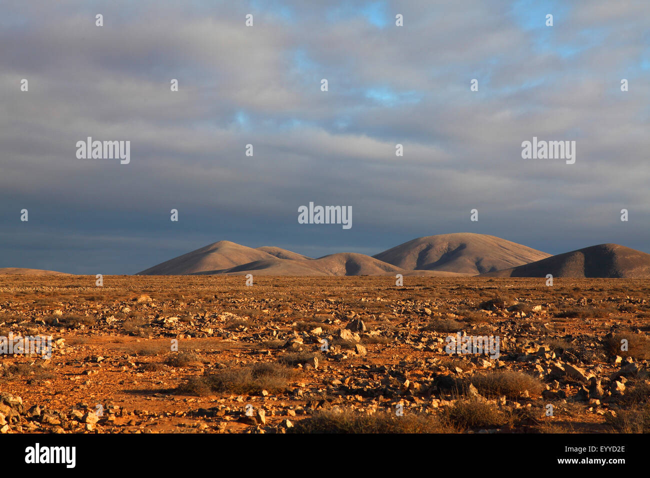 Halbwüste in der Nähe von Tindaya im frühen Morgenlicht, Kanarischen Inseln, Fuerteventura Stockfoto