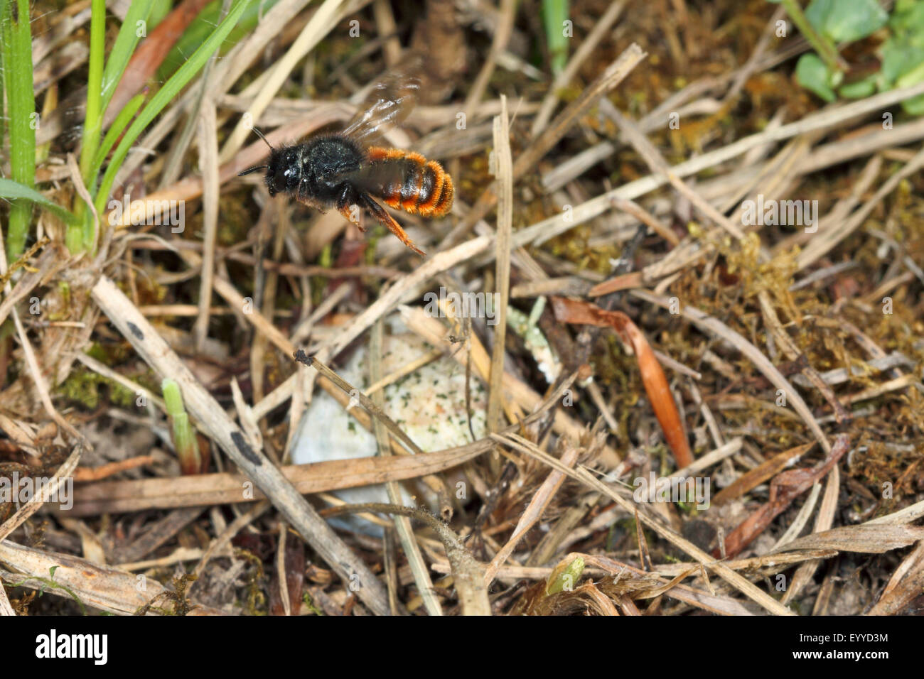 Zweifarbigen Mauerbiene, Mauerbiene (Osmia bicolor), fliegen, Deutschland Stockfoto