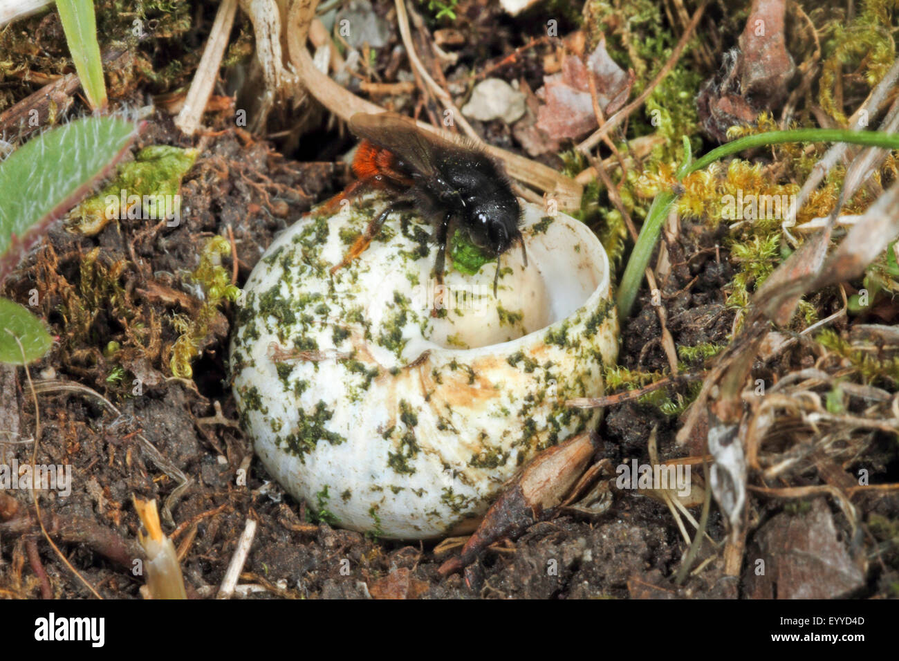 Zweifarbigen Mauerbiene, Mauerbiene (Osmia bicolor), auf einem Schneckenhaus, drehen die Shell, Deutschland Stockfoto