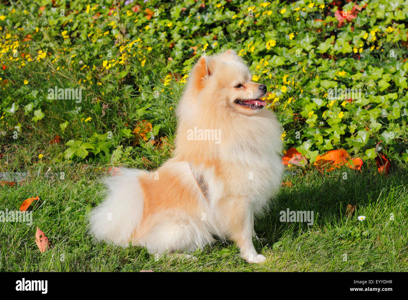 Miniatur-Spitz (Canis Lupus F. Familiaris), zwei Jahre alte Rüde saß auf einer Wiese, Deutschland Stockfoto