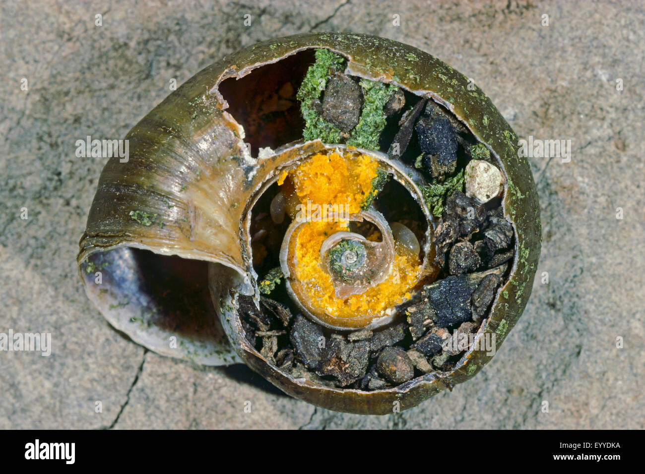 Zweifarbigen Mauerbiene, Mauerbiene (Osmia bicolor), Zucht-Zellen im geöffneten Schneckenhaus, Deutschland Stockfoto