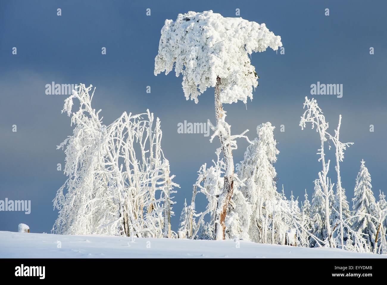 verschneite Landschaft am Kahler Asten im Sauerland, Deutschland, Nordrhein-Westfalen, Sauerland, Winterberg Stockfoto