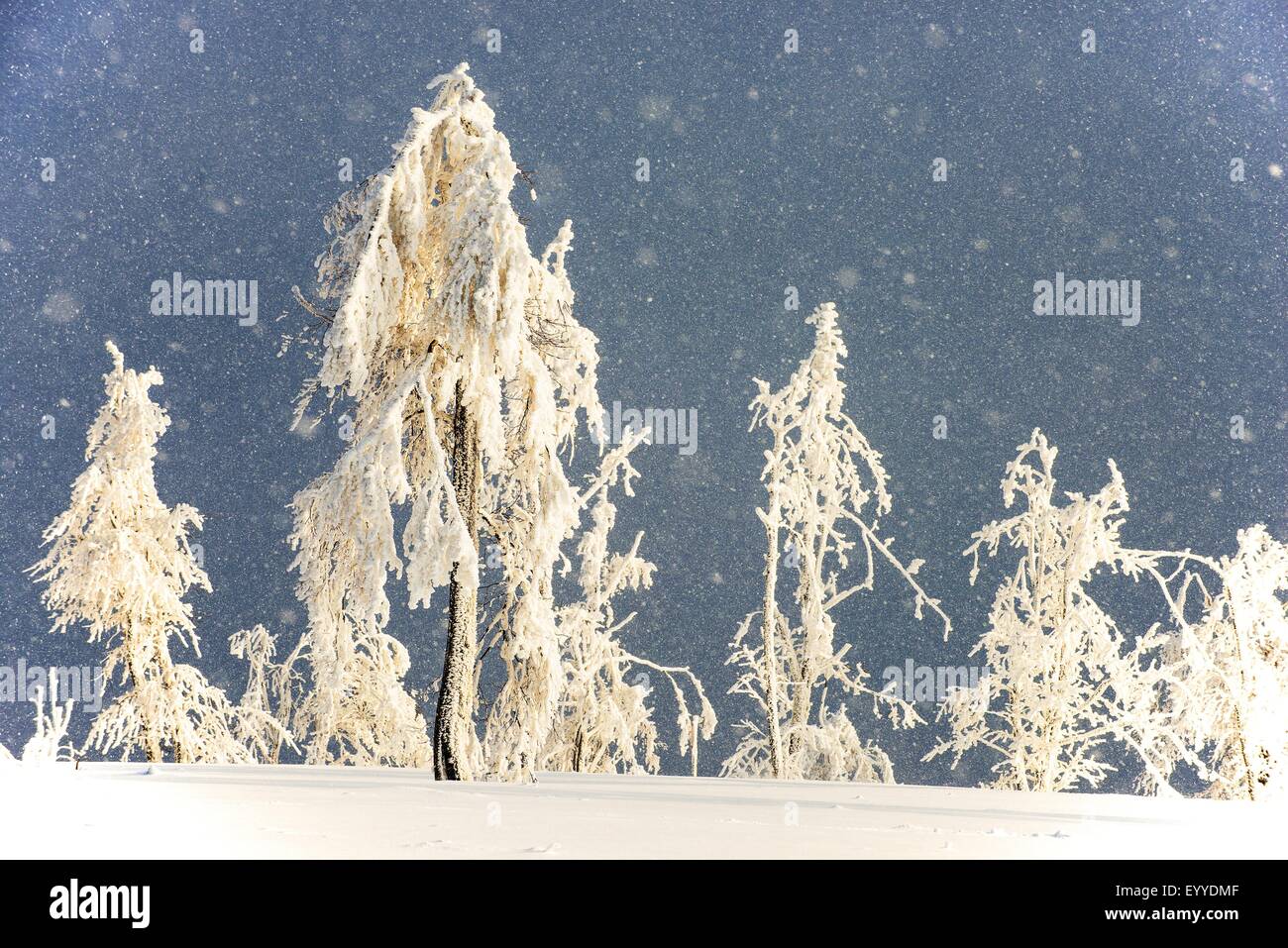 verschneite Landschaft am Kahler Asten im Sauerland mit Raureif und Schnee, Winterberg, Sauerland, Nordrhein-Westfalen, Deutschland Stockfoto