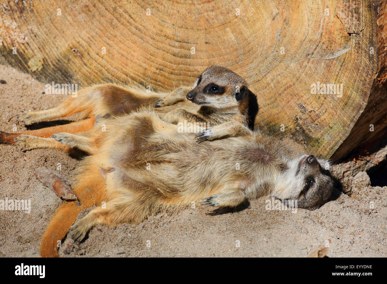 Gehauseposition Stockfotos Und Bilder Kaufen Alamy