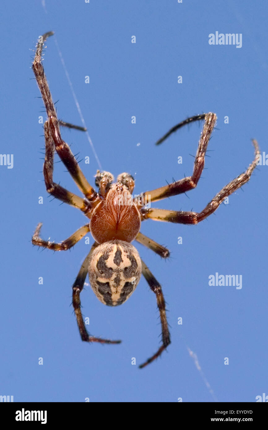 Furche Spinne, Furche Orbweaver Spider (Larinioides Cornutus, Araneus Cornutus), im Netz vor blauem Himmel, Österreich, Burgenland Stockfoto