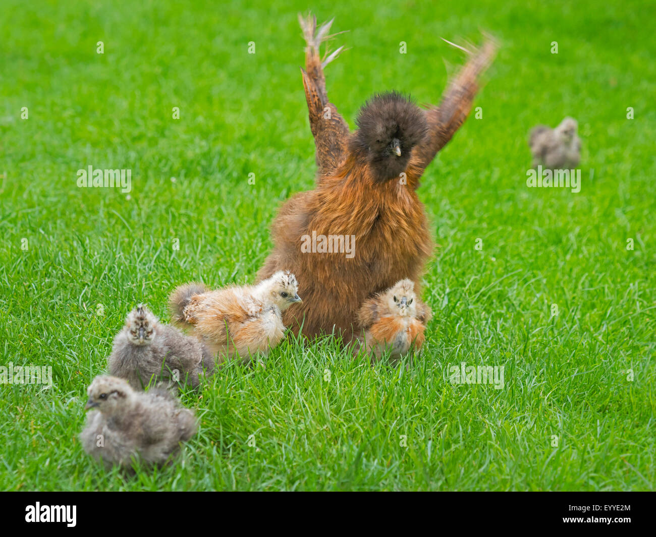 Silkie, seidig Huhn (Gallus Gallus F. Domestica), flattern mit den Flügeln Silkie Glucke mit Küken auf einer Wiese, Deutschland, Nordrhein-Westfalen Stockfoto