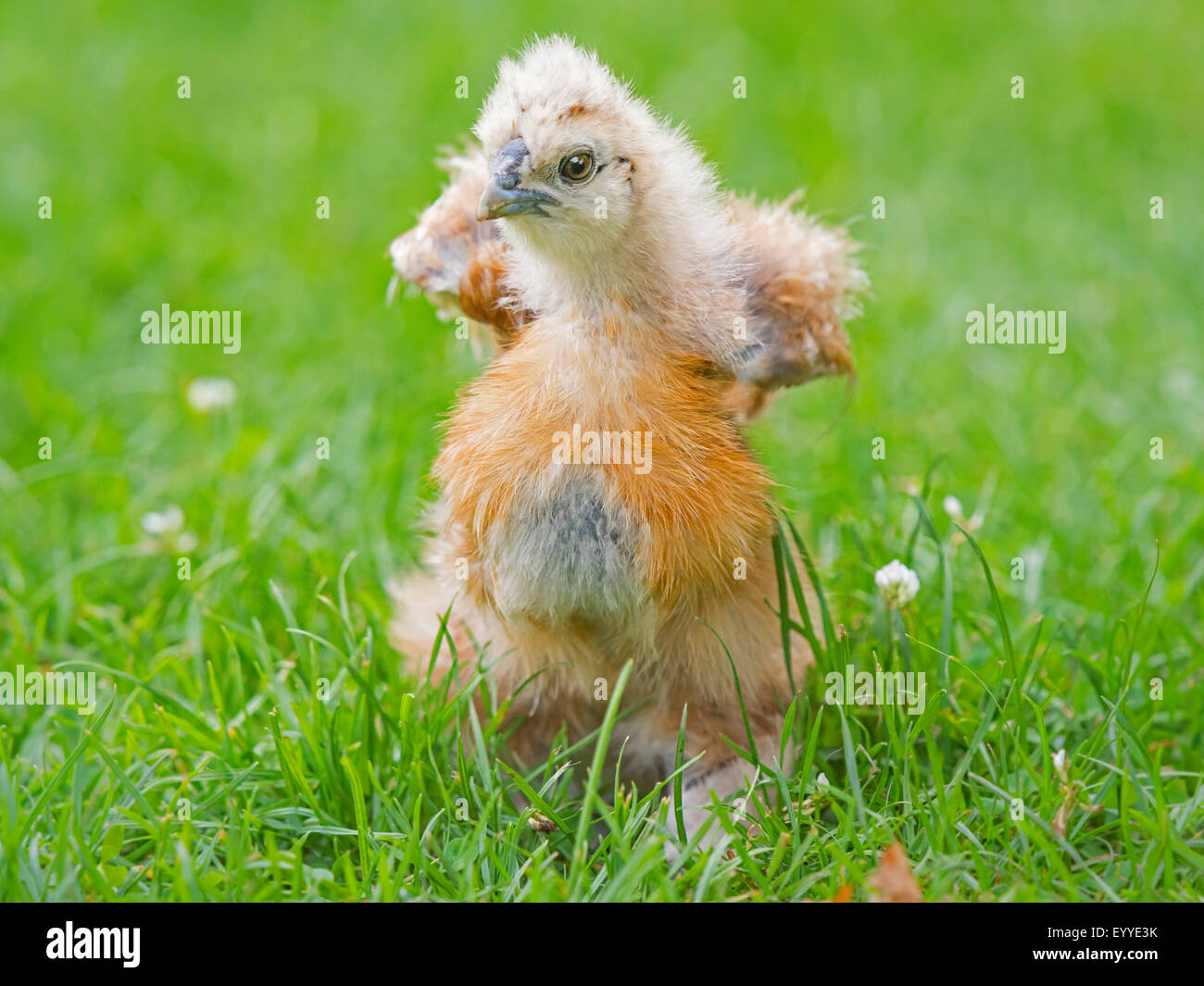 Silkie, seidig Huhn (Gallus Gallus F. Domestica), flattern mit den Flügeln Silkie Küken auf einer Wiese, Deutschland, Nordrhein-Westfalen Stockfoto