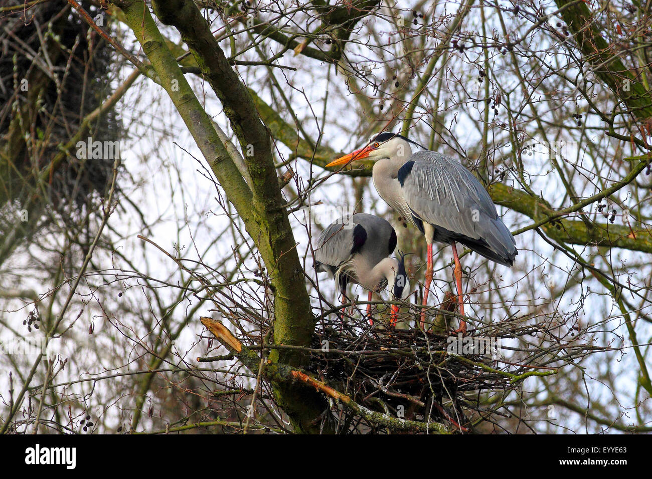 Graureiher (Ardea Cinerea), Zuchtpaar am Nest, Deutschland Stockfoto