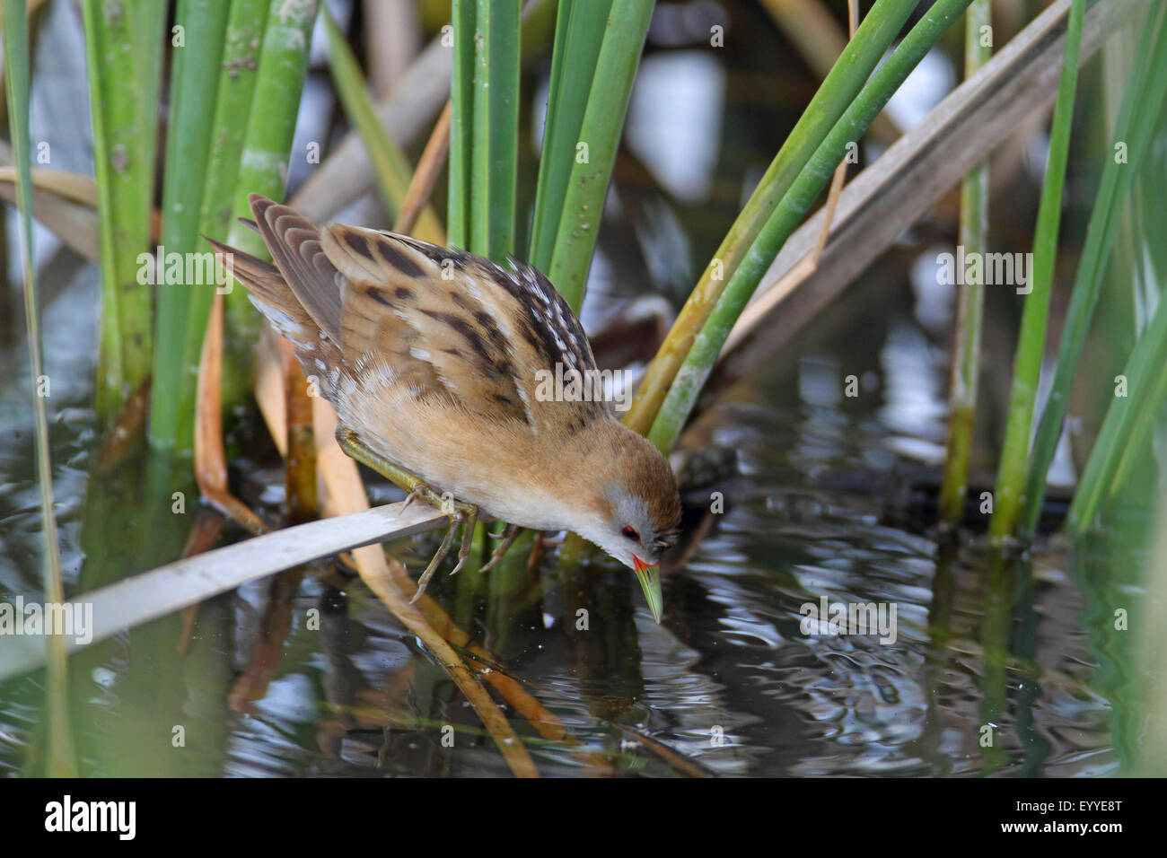 Little Crake (Porzana Parva), weibliche klettert im Schilf, Griechenland, Lesbos Stockfoto