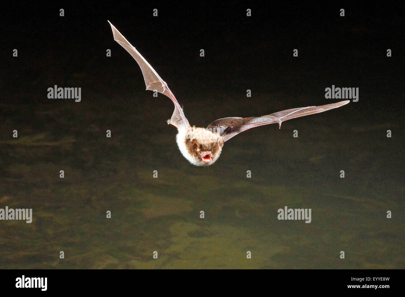 Daubenton Fledermaus (Myotis Daubentoni), die Jagd im Flug, Deutschland Stockfoto