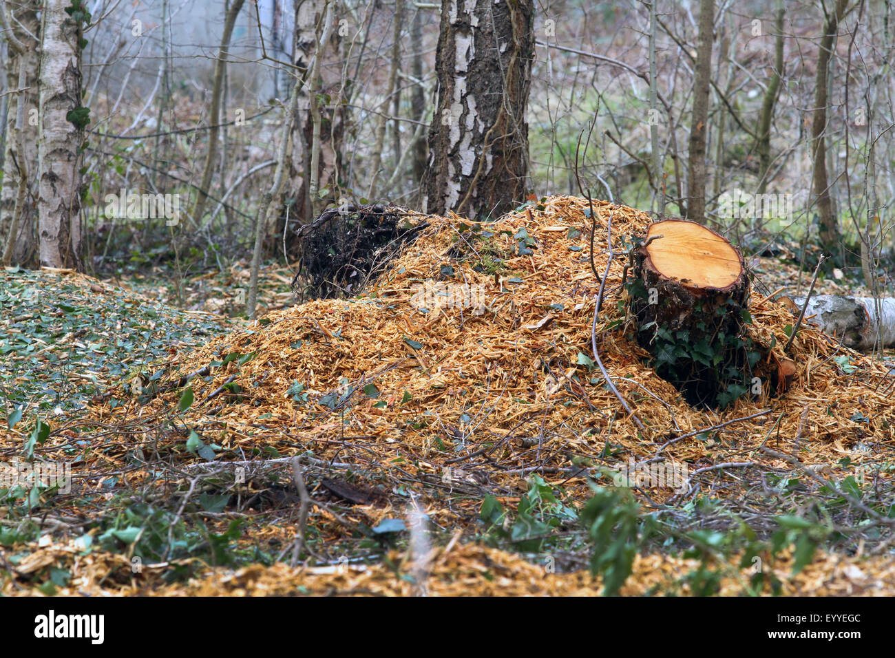 Entwaldung einzelner Bäume nach Sturm Verlust, Deutschland Stockfoto