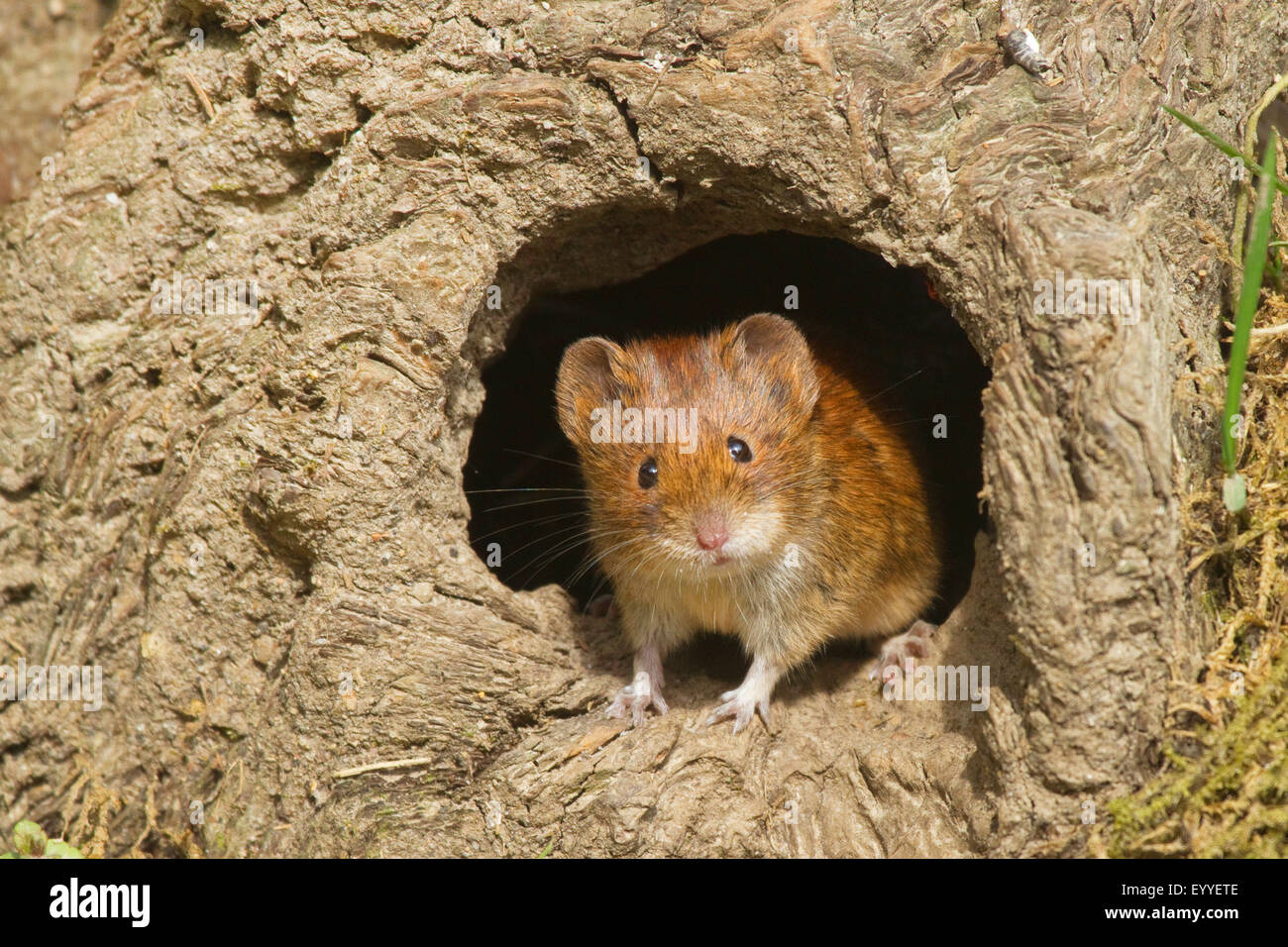 Rötelmaus (Clethrionomys Glareolus, Myodes Glareolus), Rötelmaus Blick ein Mousehole, Deutschland, Nordrhein-Westfalen Stockfoto