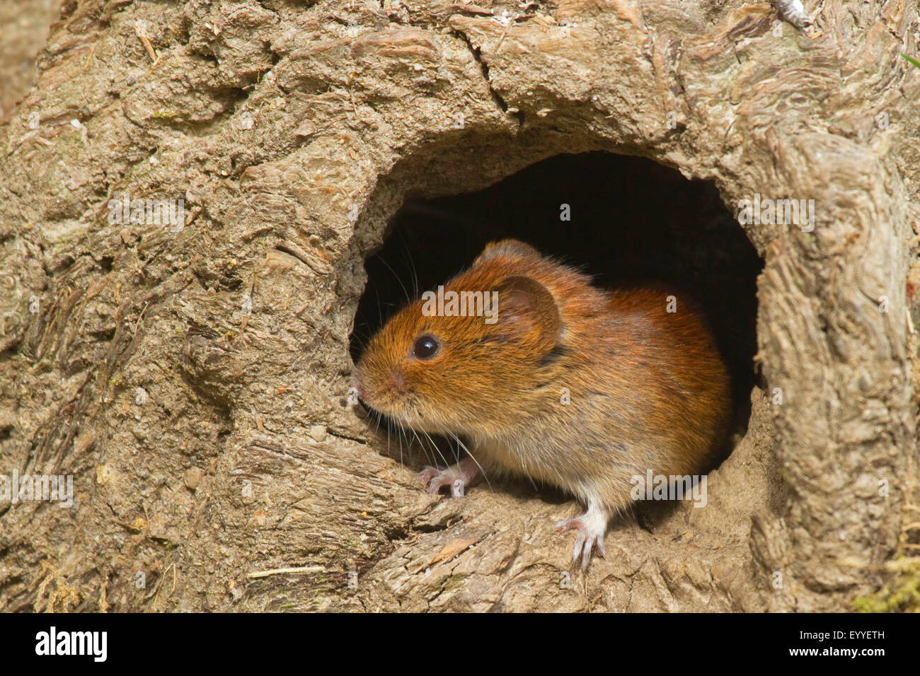 Rötelmaus (Clethrionomys Glareolus, Myodes Glareolus), Rötelmaus Blick ein Mousehole, Deutschland, Nordrhein-Westfalen Stockfoto