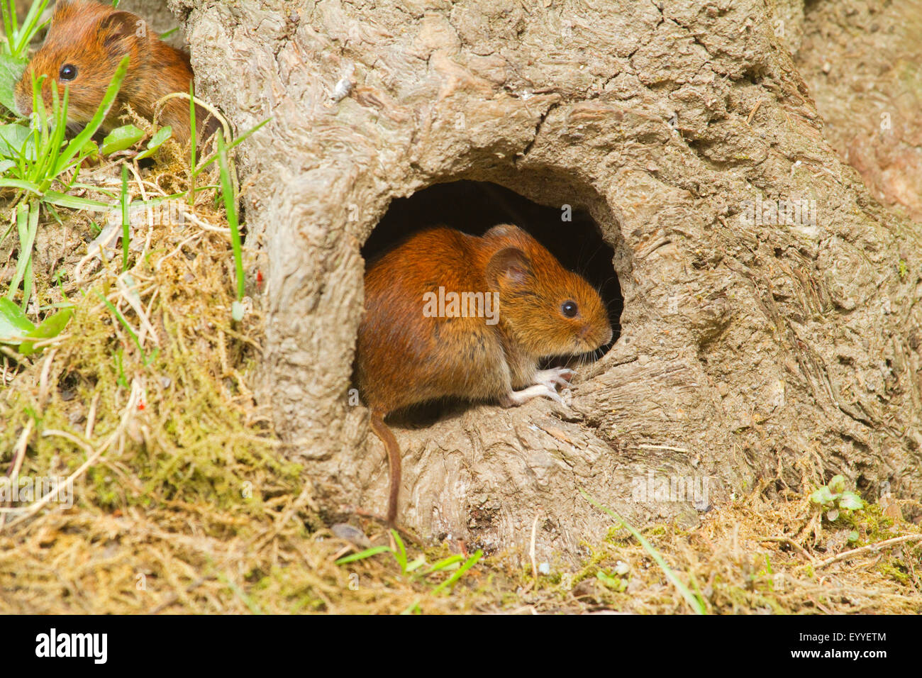 Bank Wühlmaus (Clethrionomys Glareolus, Myodes Glareolus), zwei Bank Wühlmäuse Blick zwei Mouseholes, Deutschland, Nordrhein-Westfalen Stockfoto