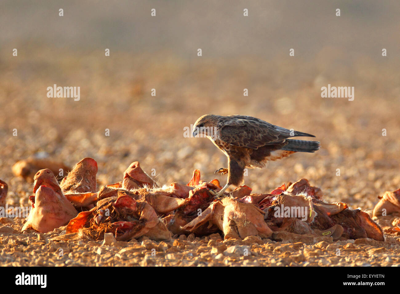 Kanarischer eurasischer Bussard (Buteo Buteo Insularum), sitzt auf faulenden Kadaver, Kanarischen Inseln, Fuerteventura Stockfoto