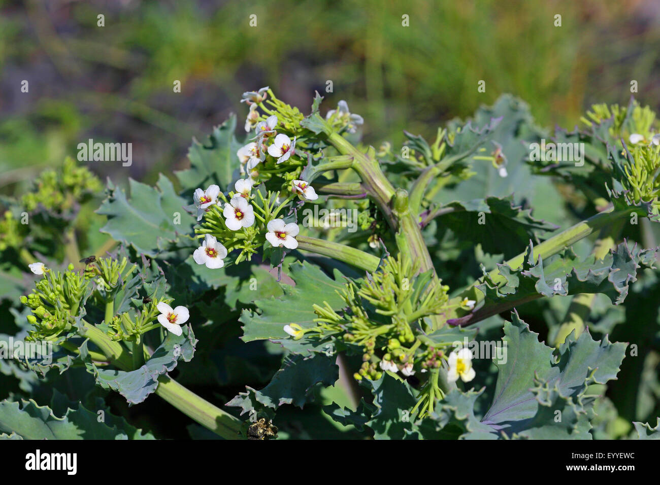 Meerkohl, Blick aufs Meer-Kale, Seakale, Crambe (Crambe Maritima), blühen, Niederlande, Friesland Stockfoto