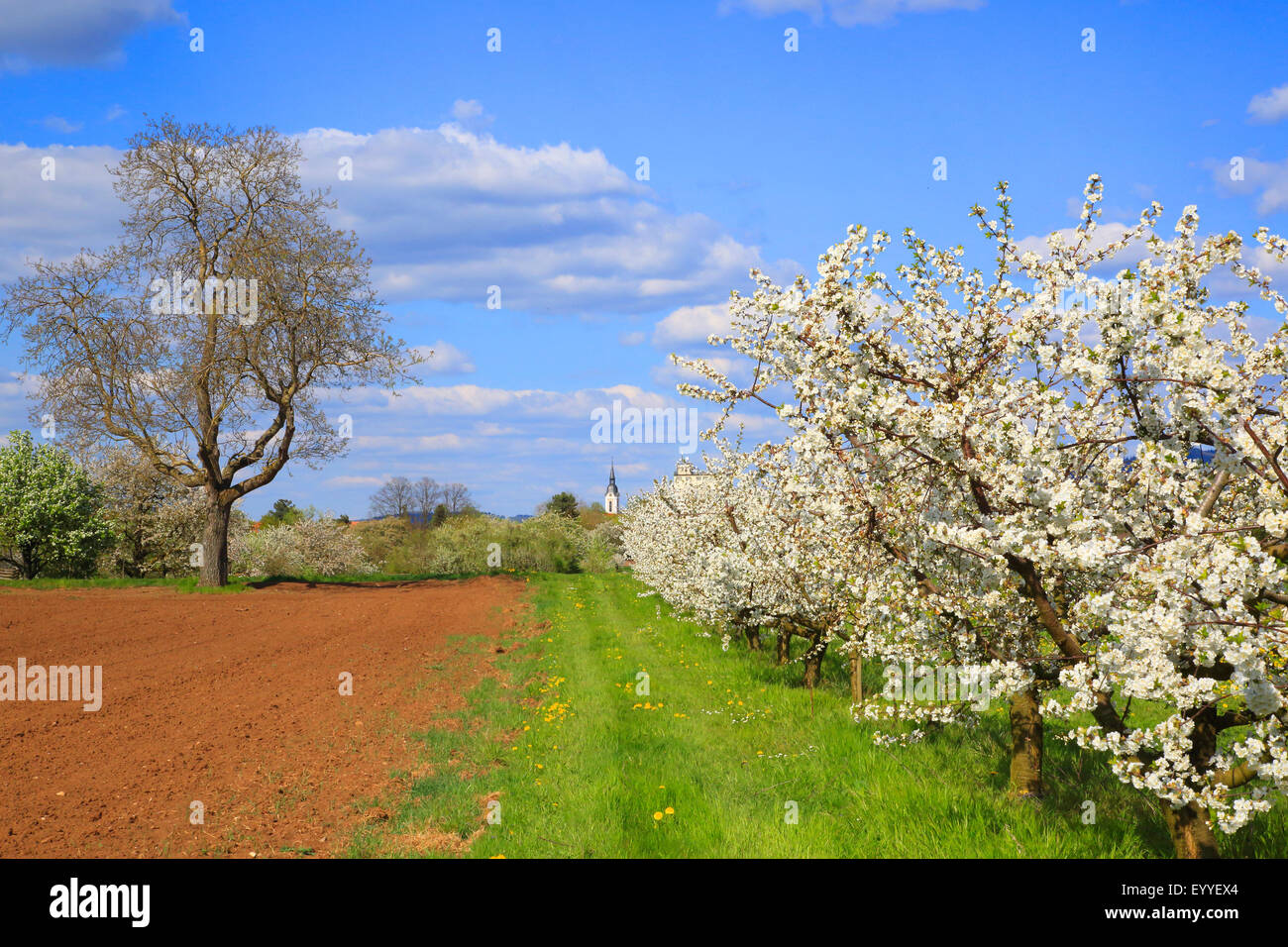 Kirschbaum, Süßkirsche (Prunus Avium), blühende Kirschbäume im Frühling, Deutschland Stockfoto