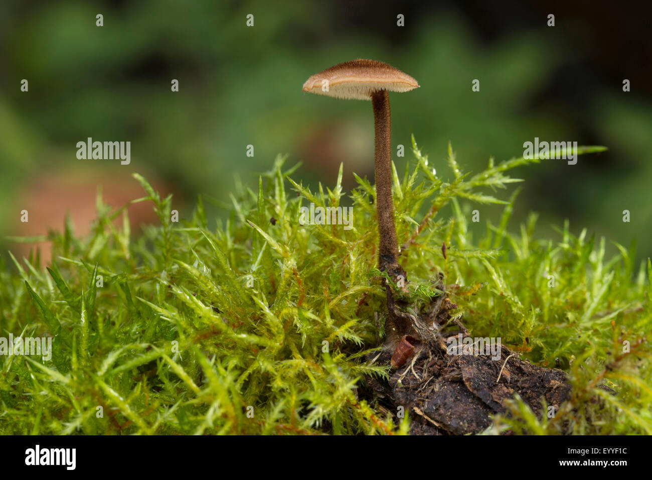Earpick Pilze (Auriscalpium Vulgare), wachsen auf einem Tannenzapfen, Deutschland Stockfoto