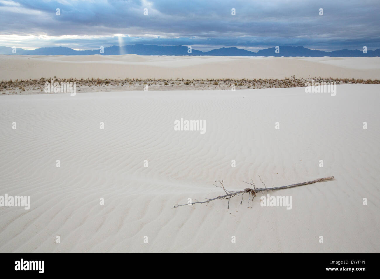 Verworfen, Filiale auf Sanddüne, White Sands National Monument, New Mexico, Vereinigte Staaten Stockfoto