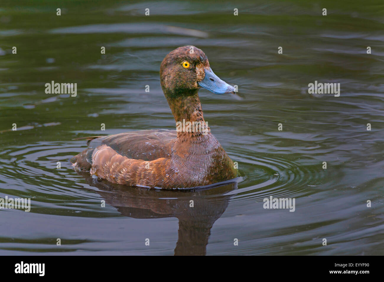 Stockente (Anas Platyrhynchos), braune Stockente schwimmen auf einem Moor-Teich, Deutschland, Nordrhein-Westfalen Stockfoto