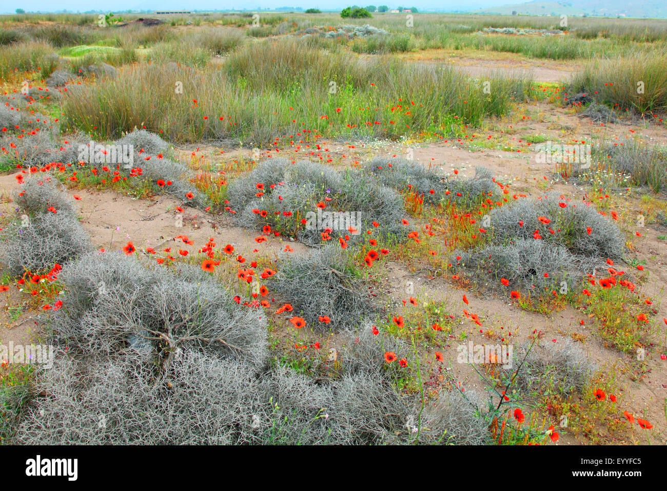 gefiederten Mohn, stachelige Mohnblume (Papaver Argemone), Blumen in den Dünen in der Nähe von Meer, Griechenland, Lesbos Stockfoto