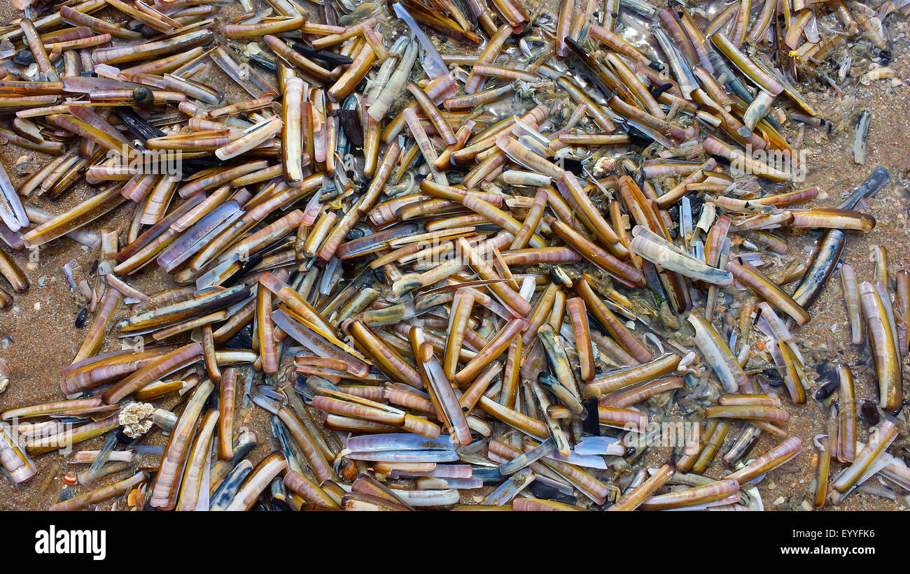 gemeinsamen Razor Clam, schmale Klappmesser Clam, Schwert Rasierer (Ensis spec.), große Menge an Messermuscheln am Strand Nordsee, Niederlande Stockfoto