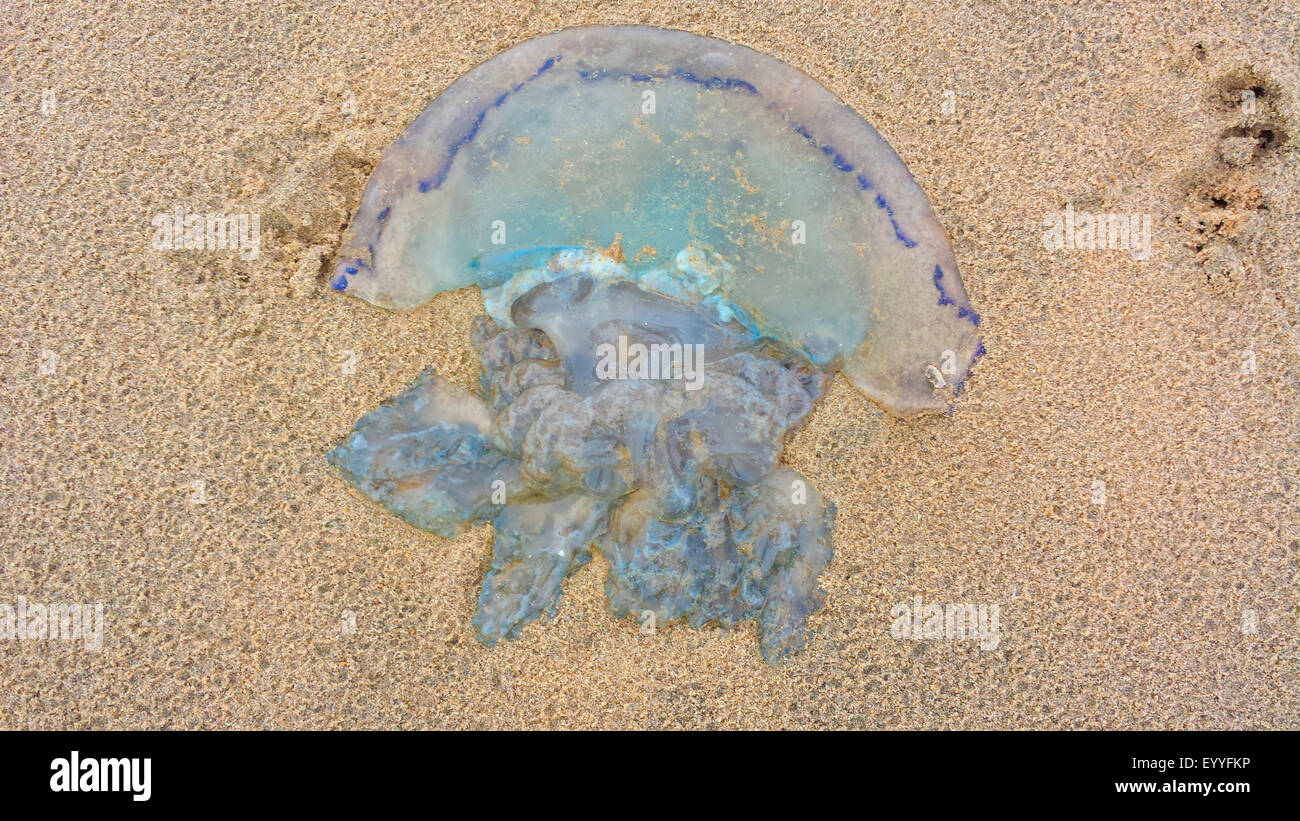 blaue Löwenmähne, Kornblume Quallen (Cyanea Lamarckii), liegen am Strand Nordsee, Niederlande Stockfoto