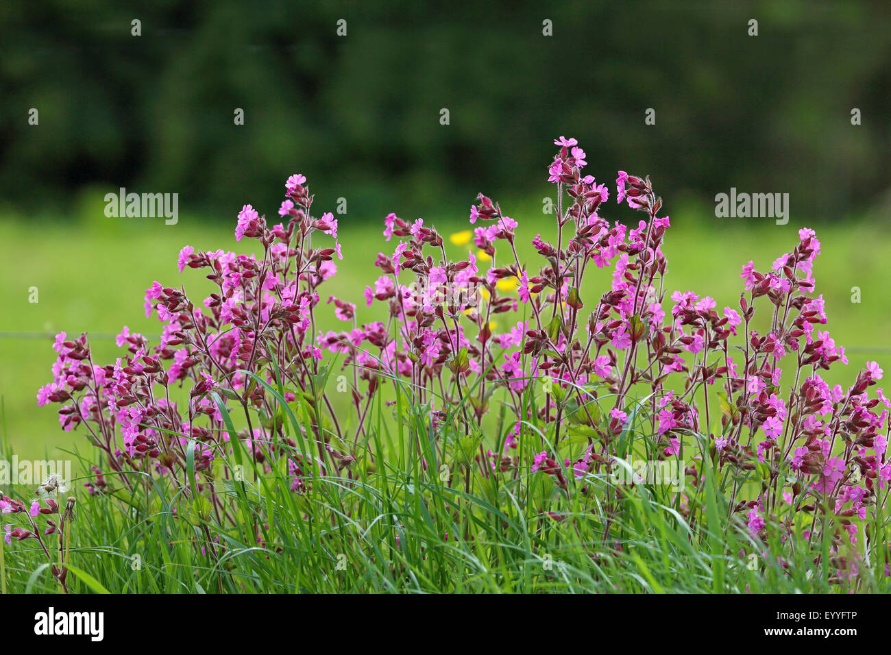 Rote Campion (Silene Dioica), Gruppe von blühenden Pflanzen, Niederlande, Flevoland Stockfoto