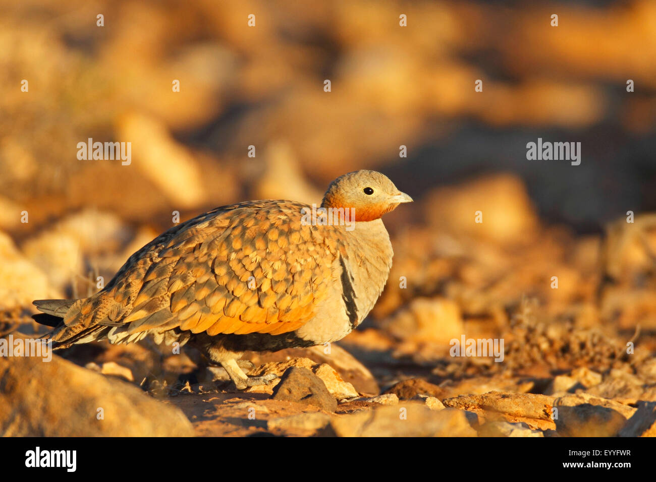 schwarzbäuchigen Sandgrouse (Pterocles Orientalis), männliche sitzt in Halbwüste, Kanarischen Inseln, Fuerteventura Stockfoto
