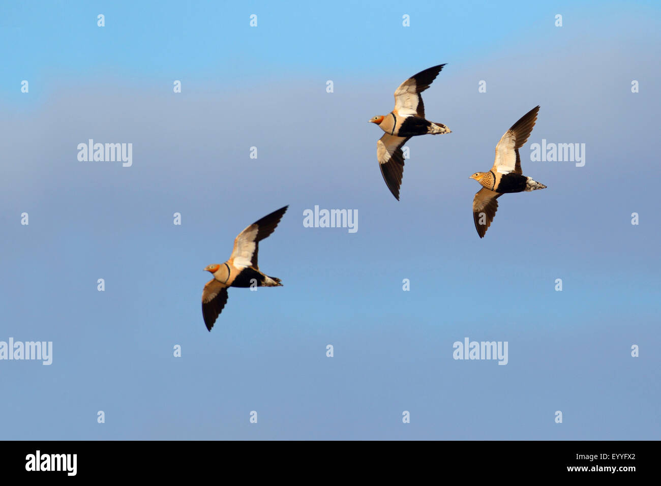 schwarzbäuchigen Sandgrouse (Pterocles Orientalis), Flyingflock, Kanarische Inseln, Fuerteventura Stockfoto