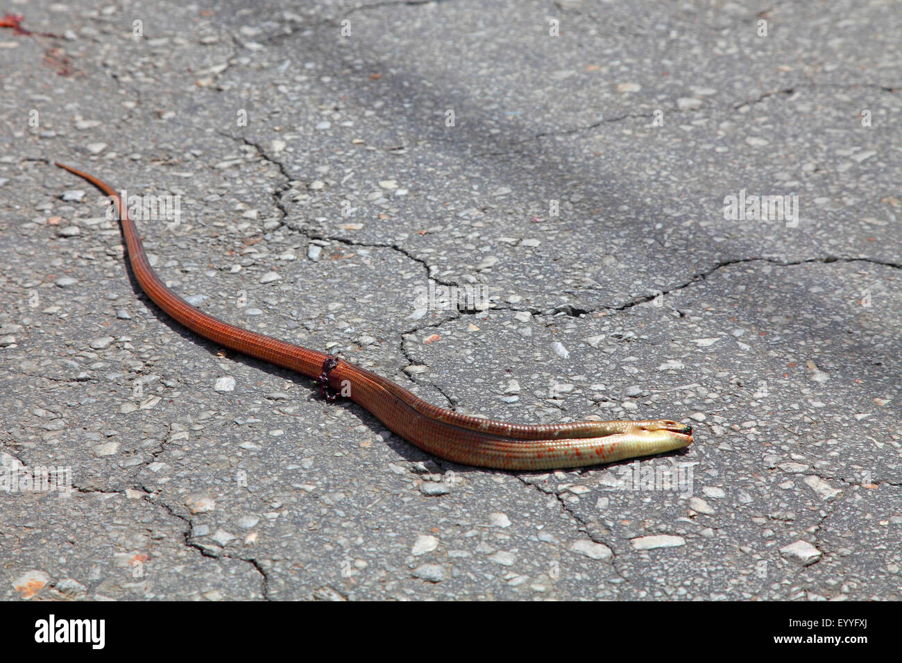 Europäische Glas Eidechse, Panzerglas Eidechse (Ophisaurus Apodus, Pseudopus Apodus), Verkehrstoten lag tot auf einer Straße, Griechenland, Lesbos Stockfoto