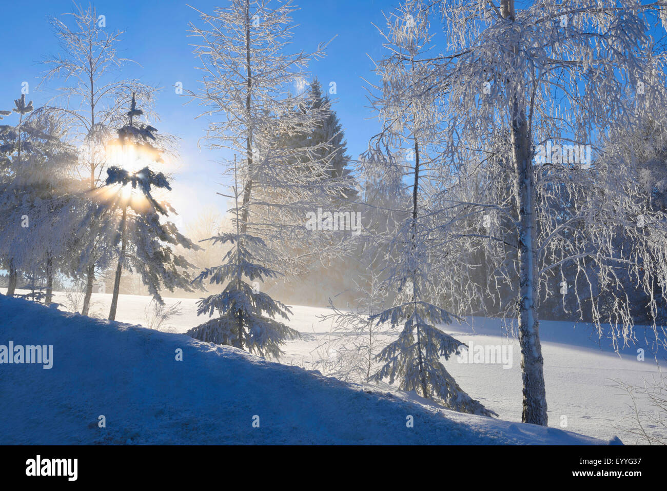 gefrorene Bäume in den frühen Morgenstunden im Winter, Deutschland, Bayern, Nationalpark Bayerischer Wald Stockfoto