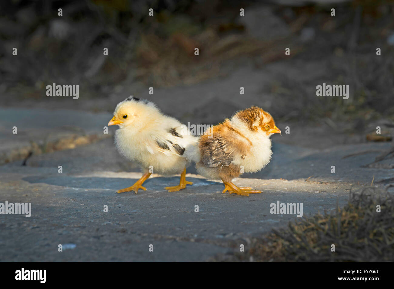 Bantam (Gallus Gallus F. Domestica), zwei ruhende Küken im Sonnenlicht, Deutschland, Nordrhein-Westfalen Stockfoto