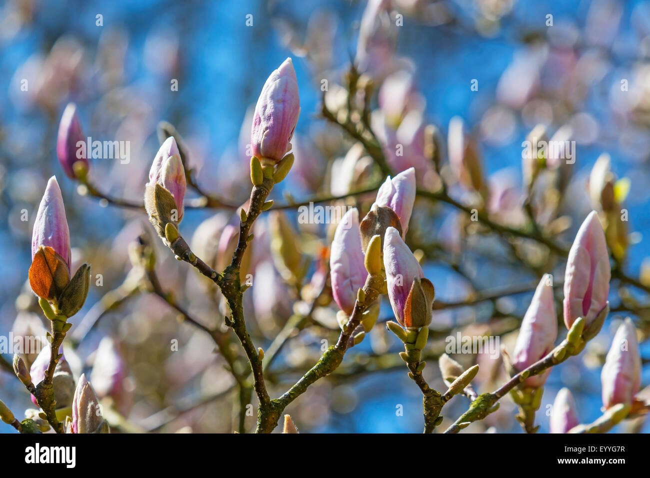 Untertasse Magnolie (Magnolia X soulangiana, Magnolia Soulangiana, X soulangeana Magnolia, Magnolia Soulangeana), Knospen, Deutschland, Nordrhein-Westfalen Stockfoto
