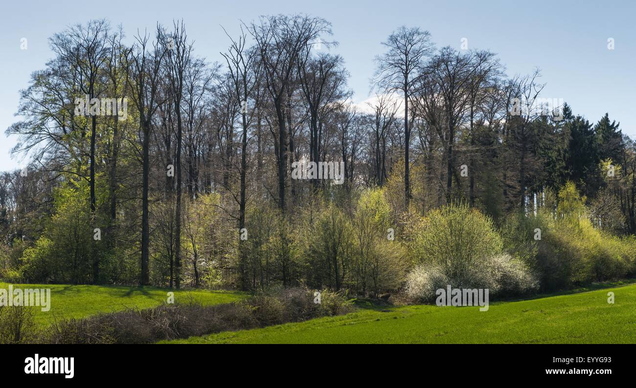Mischwald im Frühjahr mit blühenden Sträuchern, Deutschland, Nordrhein-Westfalen Stockfoto