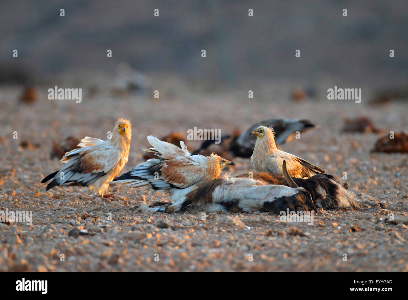Schmutzgeier (Neophron Percnopterus), mehrere Geier fressen in eine Ziege, Kanarischen Inseln, Fuerteventura Stockfoto