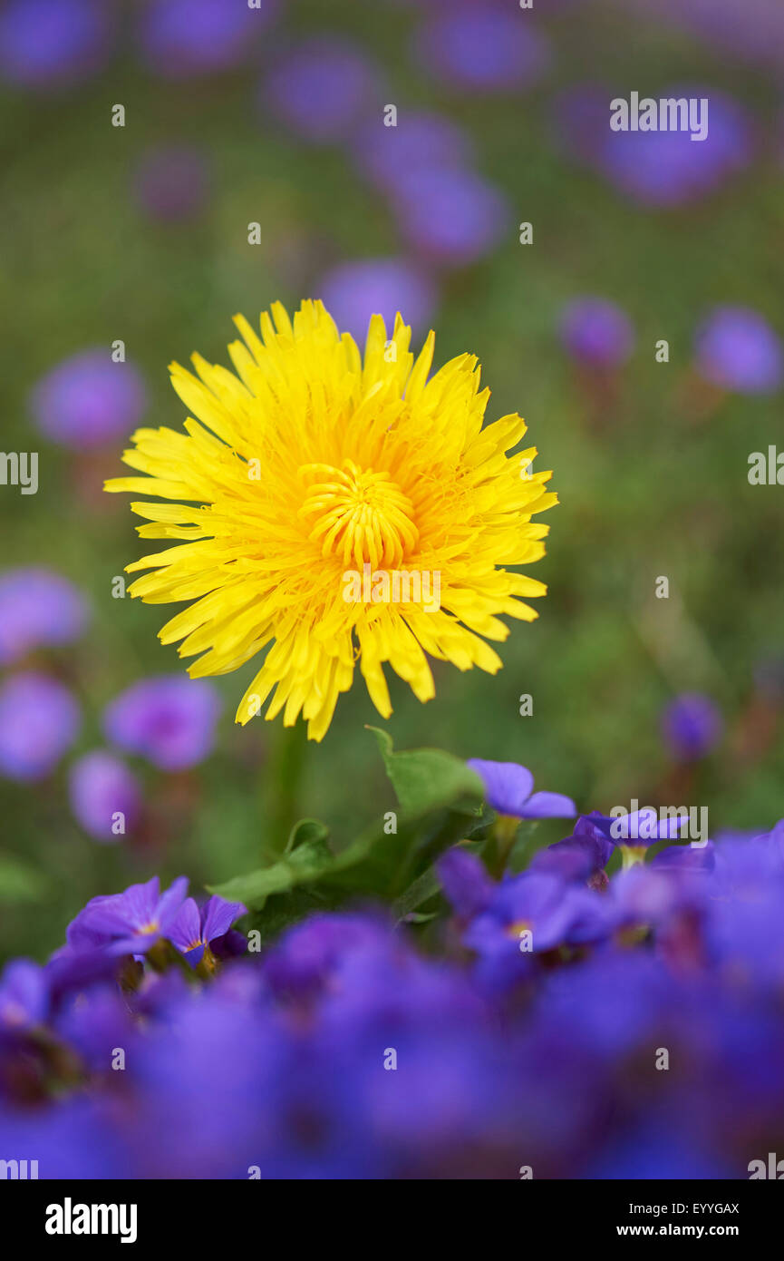 gemeinsamen Löwenzahn (Taraxacum Officinale), zwischen blühenden Aubrieta, Deutschland, Bayern, Oberpfalz Stockfoto