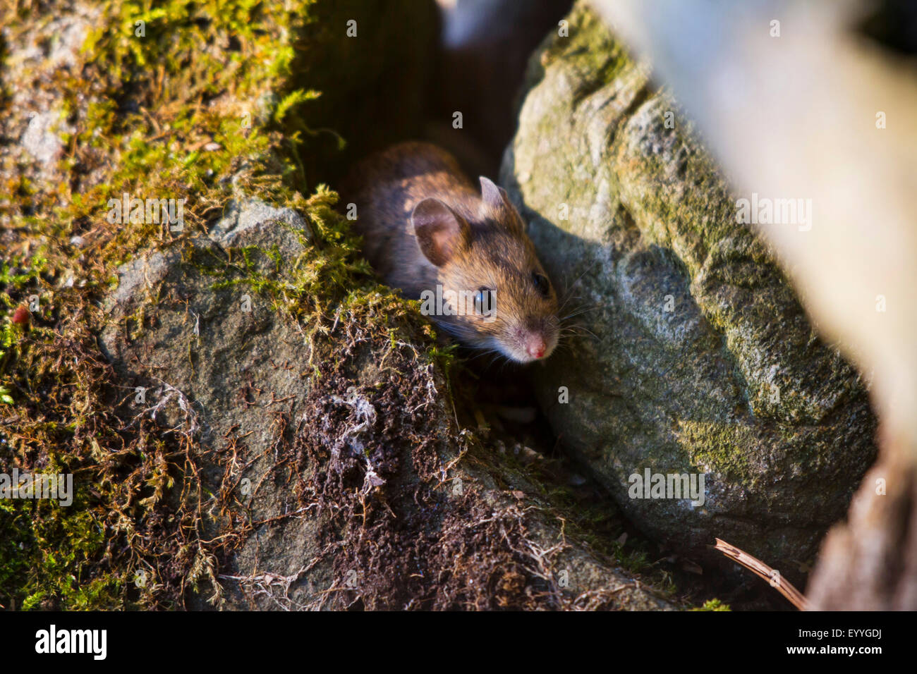 Rötelmaus (Clethrionomys Glareolus, Myodes Glareolus), auf der Suche, bemoosten Steinen, Schweiz, Sankt Gallen Stockfoto