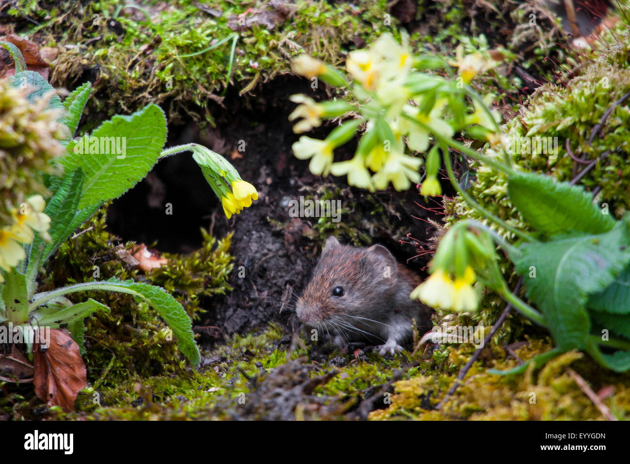 Rötelmaus (Clethrionomys Glareolus, Myodes Glareolus), auf der Suche einer Mousehole zwischen Schlüsselblumen, Schweiz, Sankt Gallen Stockfoto