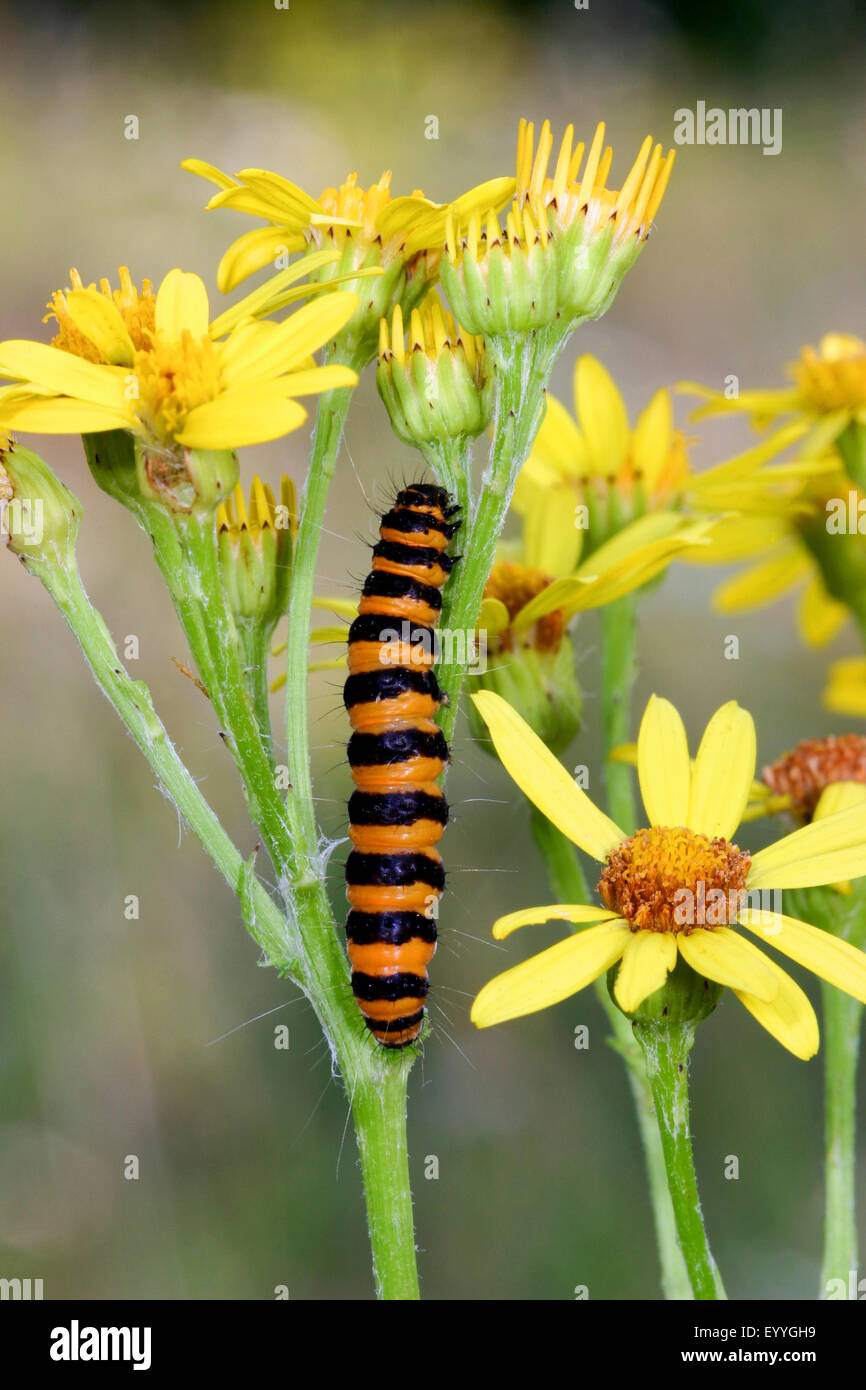 Zinnober Motte (Tyria Jacobaeae, Thyria Jacobaeae), Raupe ernährt sich von Jacobaea Vulgaris, Deutschland Stockfoto