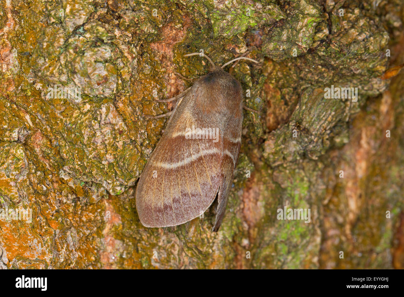 Fox Moth (Macrothylacia Rubi), auf Rinde, Deutschland Stockfoto