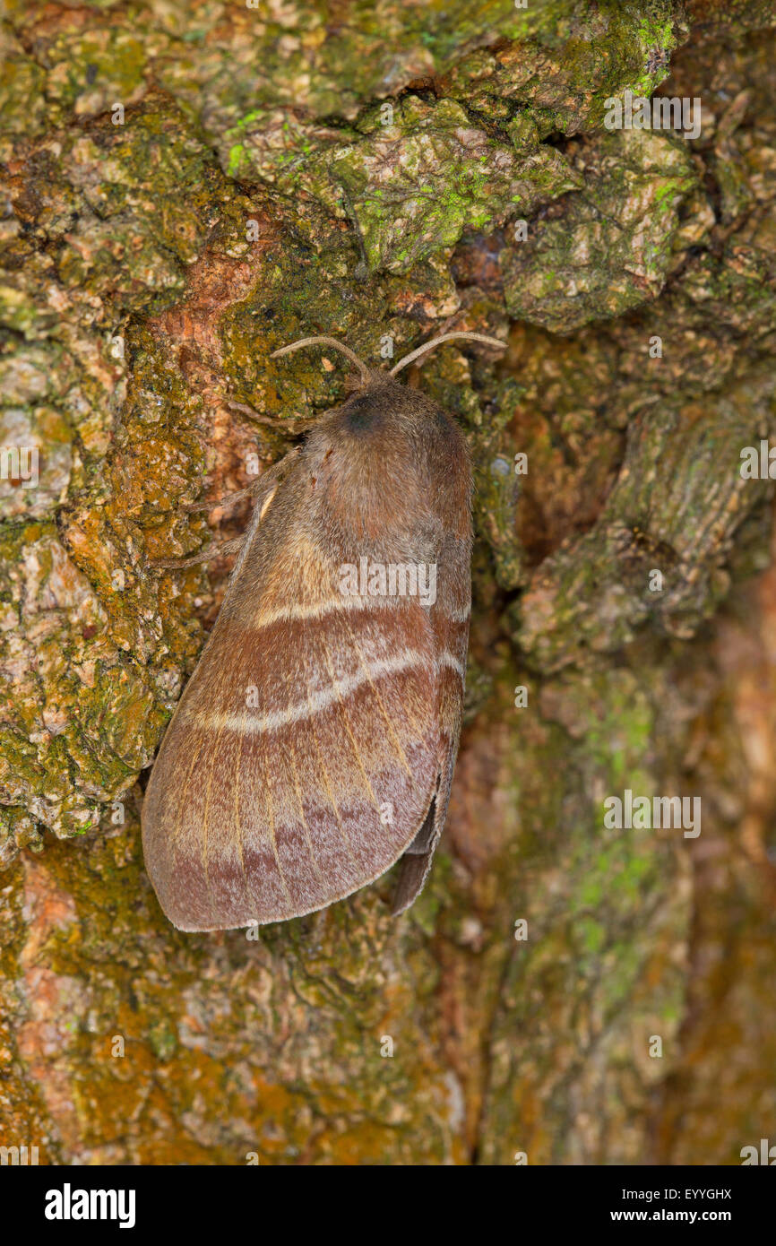 Fox Moth (Macrothylacia Rubi), auf Rinde, Deutschland Stockfoto