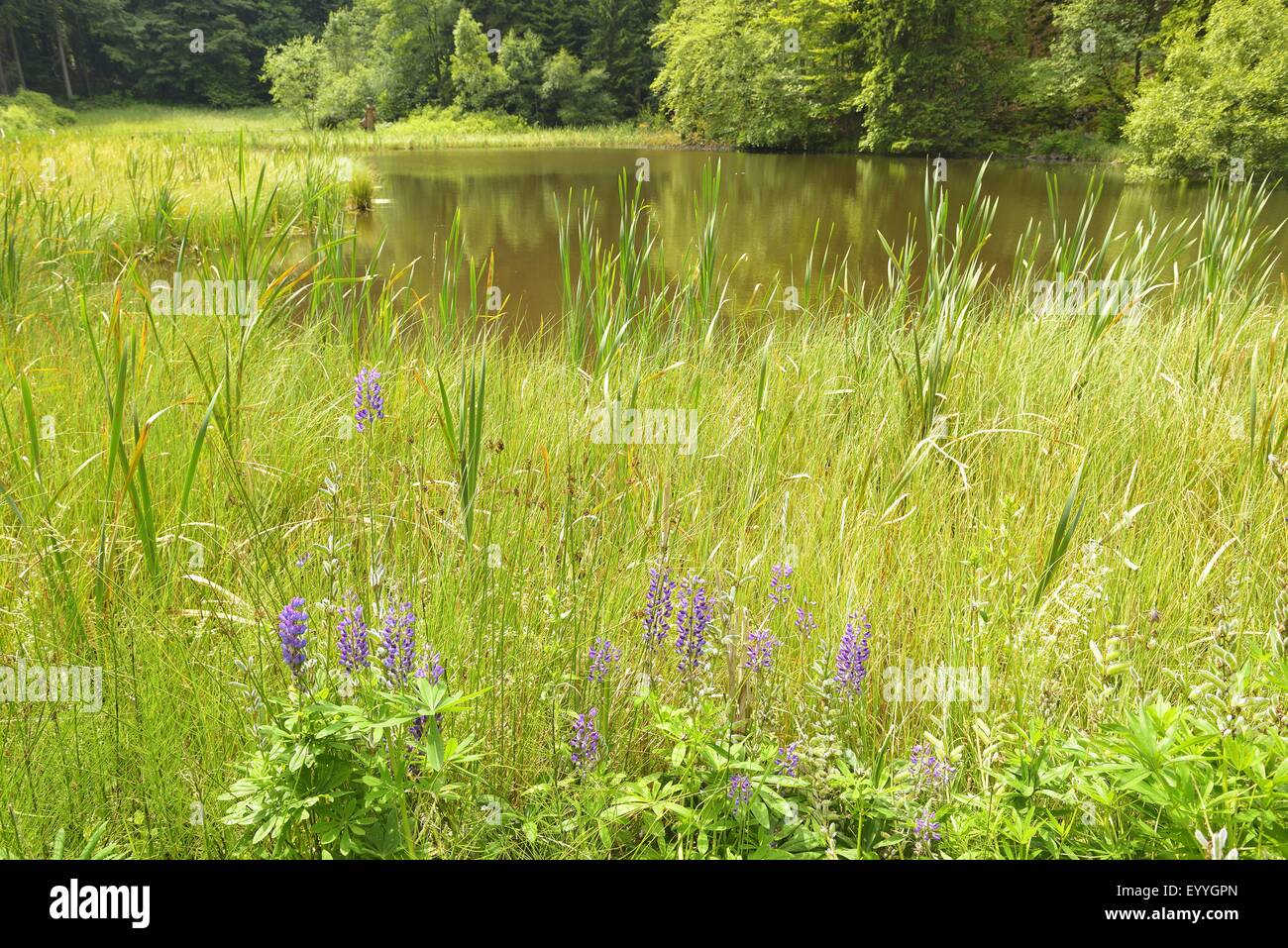 Frau hole teich Fotos und Bildmaterial in hoher Auflösung Alamy