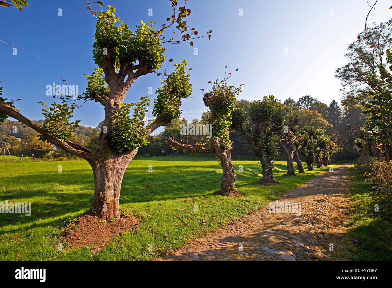 großblättrige Linde, Linde (Tilia Platyphyllos), Lindenallee auf Haus Marck, Tecklenburg, Deutschland, Nordrhein-Westfalen Stockfoto