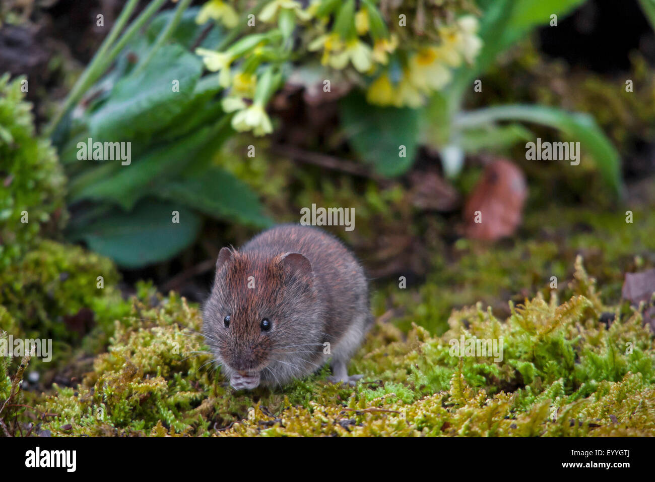 Rötelmaus (Clethrionomys Glareolus, Myodes Glareolus), bei der Fütterung auf moosigen Boden, Schweiz, Sankt Gallen Stockfoto